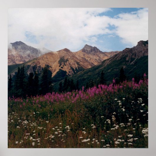 White Daisy en Paars Fireweed Mountains Foto Poster (Voorkant)