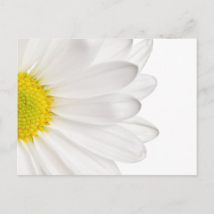 White Daisy Flower Background Gepersonaliseerd Dai Briefkaart