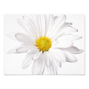 White Daisy Flower Background Gepersonaliseerd Dai Foto Afdruk