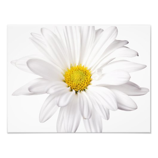 White Daisy Flower Background Gepersonaliseerd Dai Foto Afdruk (Voorkant)