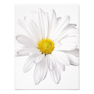 White Daisy Flower Background Gepersonaliseerd Dai Foto Afdruk