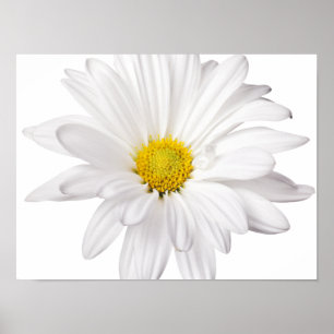 White Daisy Flower Background Gepersonaliseerd Dai Poster