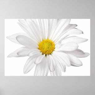 White Daisy Flower Background Gepersonaliseerd Dai Poster