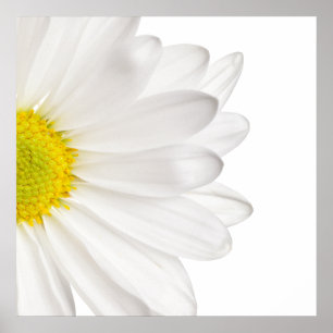 White Daisy Flower Background Gepersonaliseerd Dai Poster
