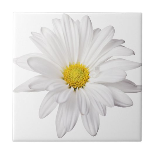 White Daisy Flower Background Gepersonaliseerd Dai Tegeltje (Voorkant)