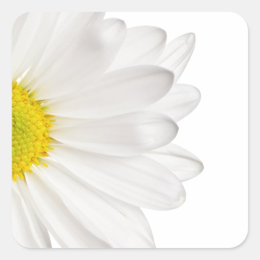 White Daisy Flower Background Gepersonaliseerd Dai Vierkante Sticker (Voorkant)