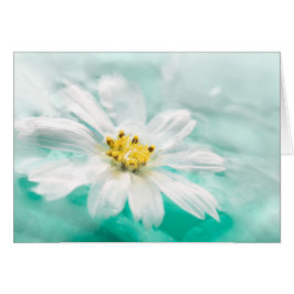 White Daisy Flower Blue Water Pond Aqua Turquoise