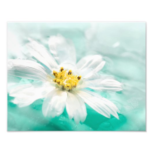 White Daisy Flower Blue Water Pond Aqua Turquoise Foto Afdruk (Voorkant)