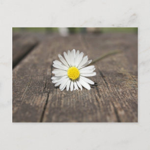 White Daisy Flower Briefkaart