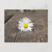 White Daisy Flower Briefkaart (Voorkant)