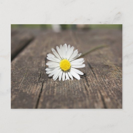 White Daisy Flower Briefkaart (Voorkant)