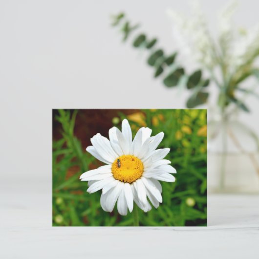 White Daisy Flower Briefkaart (Staand voorkant)