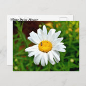 White Daisy Flower Briefkaart (Voorkant / Achterkant)
