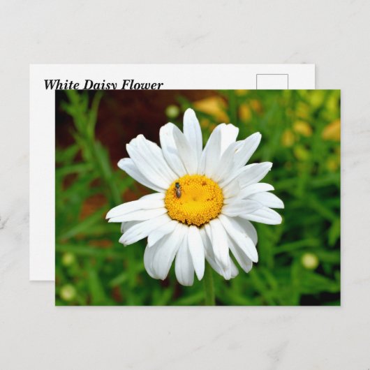 White Daisy Flower Briefkaart (Voorkant / Achterkant)
