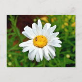 White Daisy Flower Briefkaart (Voorkant)