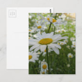 White Daisy Flower Briefkaart (Voorkant / Achterkant)