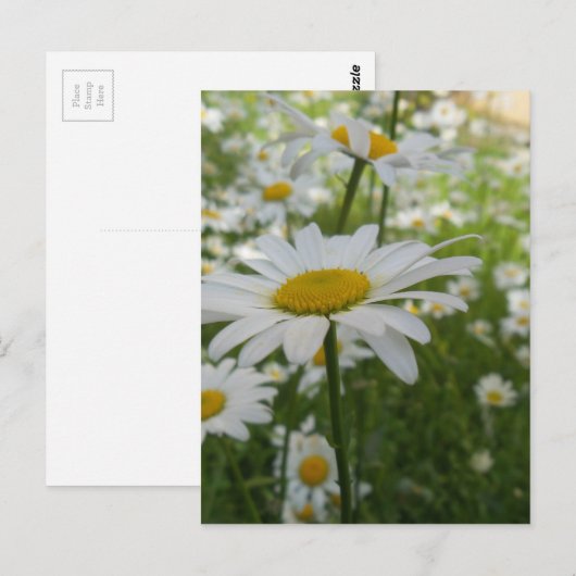 White Daisy Flower Briefkaart (Voorkant / Achterkant)