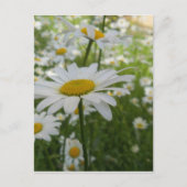White Daisy Flower Briefkaart (Voorkant)