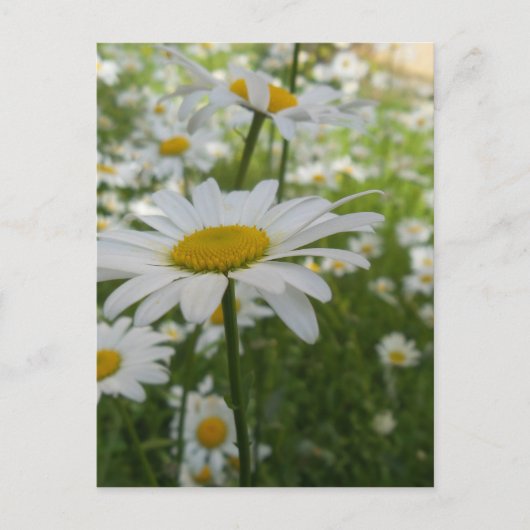 White Daisy Flower Briefkaart (Voorkant)