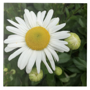 White Daisy Flower Ceramic Tegel Tegeltje