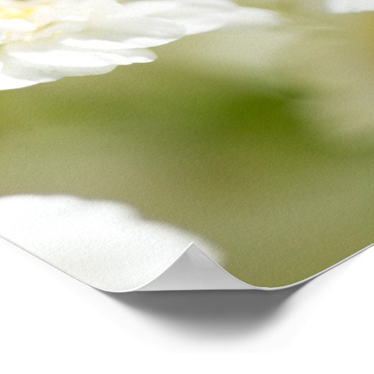 White Daisy Flower foto Poster (Hoek)