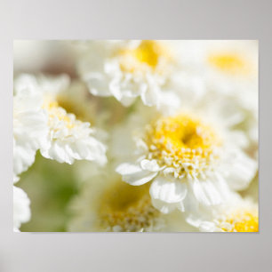 White Daisy Flower foto Poster