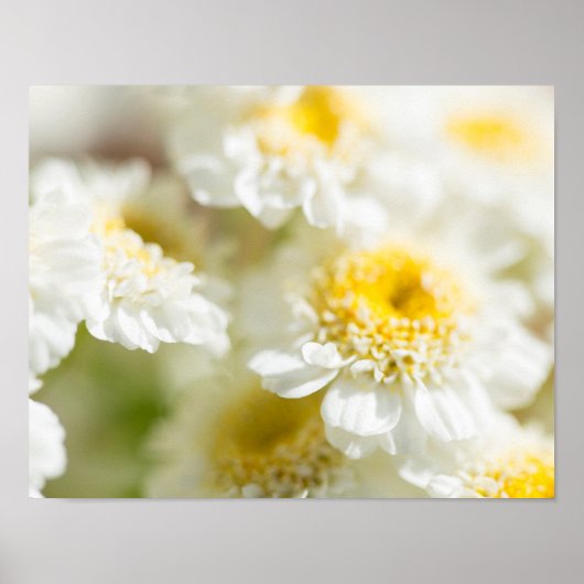 White Daisy Flower foto Poster (Voorkant)