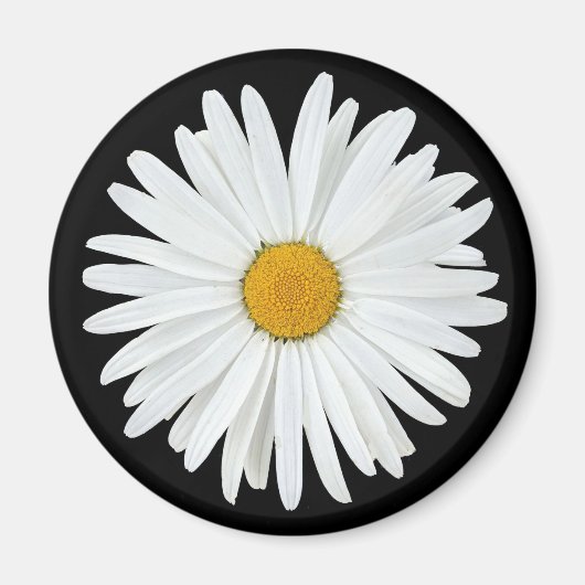 White Daisy Flower on Black Floral Magneet (Voorkant)