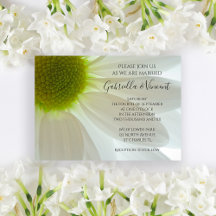White Daisy Flower Petals Wedding