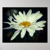 White Daisy Flower Poster (Voorkant)