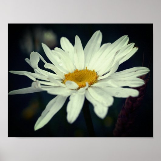 White Daisy Flower Poster (Voorkant)