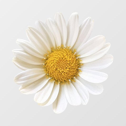 White Daisy Flower Raamsticker (Vel)