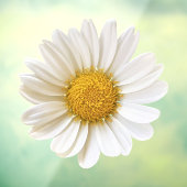 White Daisy Flower Raamsticker (Vel 3)