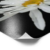 White Daisy Flower Raindrop 8x10 Foto Afdruk (Hoek)