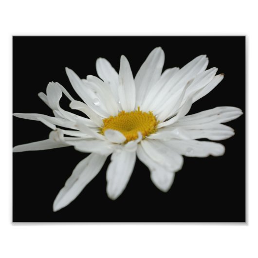 White Daisy Flower Raindrop 8x10 Foto Afdruk (Voorkant)