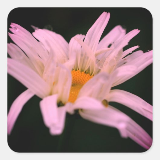 White Daisy Flower Vierkante Sticker (Voorkant)