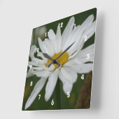 White Daisy Flower with Raindrops Natuur Vierkante Klok (Hoek)