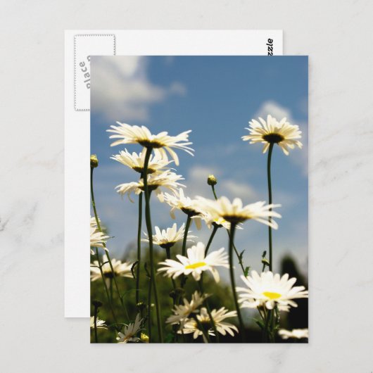 White Daisy Flowers Briefkaart (Voorkant / Achterkant)