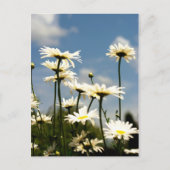 White Daisy Flowers Briefkaart (Voorkant)