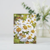 White Daisy Flowers - Briefkaarten voor het schild (Staand voorkant)