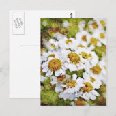 White Daisy Flowers - Briefkaarten voor het schild (Voorkant / Achterkant)