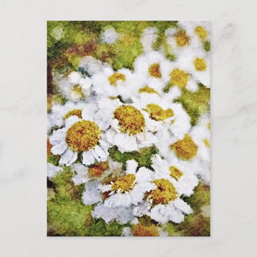 White Daisy Flowers - Briefkaarten voor het schild (Voorkant)