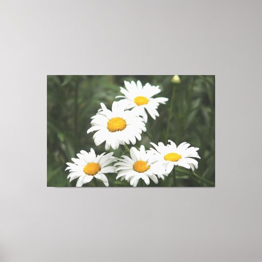 White Daisy Flowers Canvas Afdruk (Voorkant)