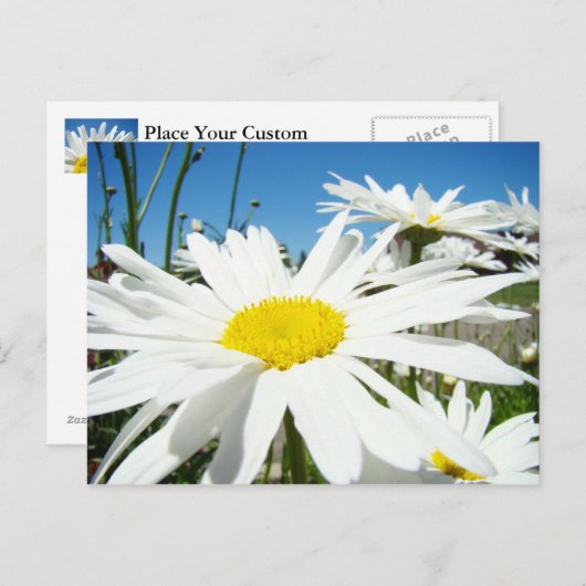 White Daisy Flowers Garden briefkaarten Blue Sky (Voorkant / Achterkant)