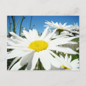 White Daisy Flowers Garden briefkaarten Blue Sky (Voorkant)