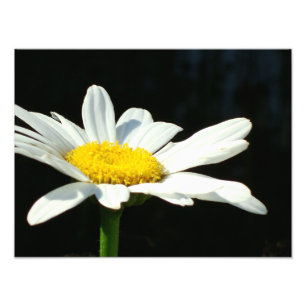 White Daisy Foto Afdruk