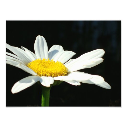 White Daisy Foto Afdruk (Voorkant)