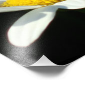 White Daisy Foto Afdruk (Hoek)