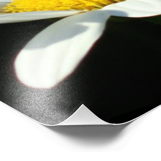 White Daisy Foto Afdruk (Hoek)