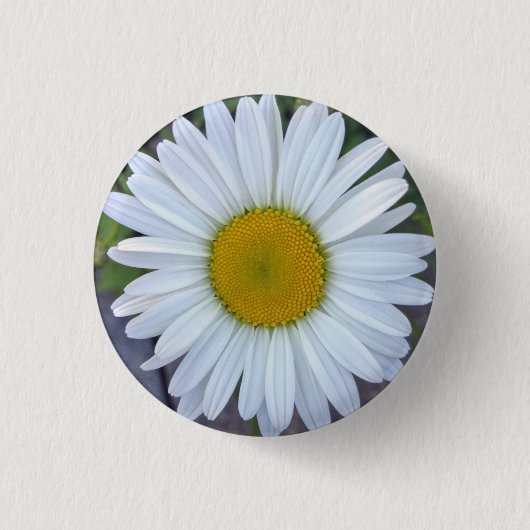 White Daisy-foto Ronde Button 3,2 Cm (Voorkant)